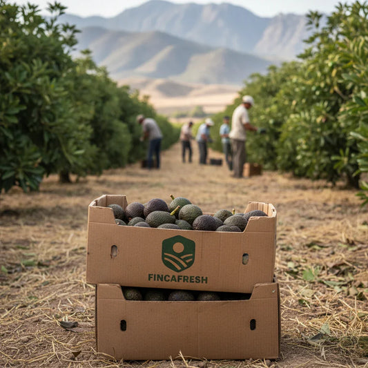 Frische Avocados in Fincafresh-Kiste, Feldarbeiter ernten in Andalusien direkt auf dem Feld.