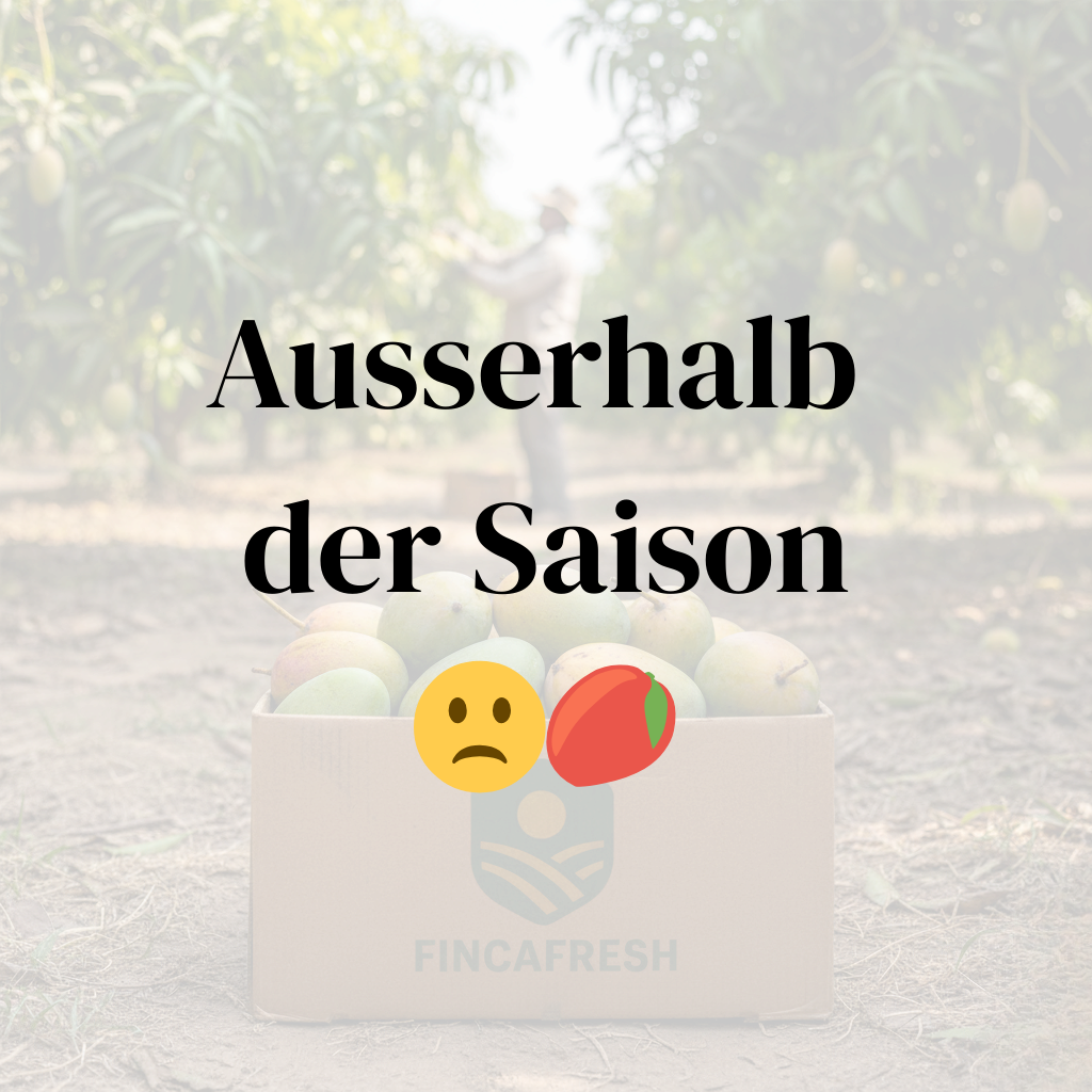 Mangokiste von Fincafresh im andalusischen Feld, frisch geerntet, aktuell außer Saison