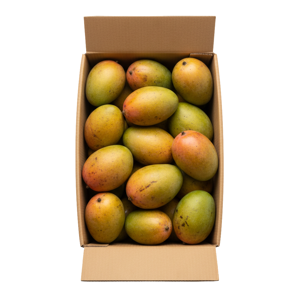 Frische Mangos in Karton, direkt vom Feld in Andalusien, Fincafresh Obst Lieferung